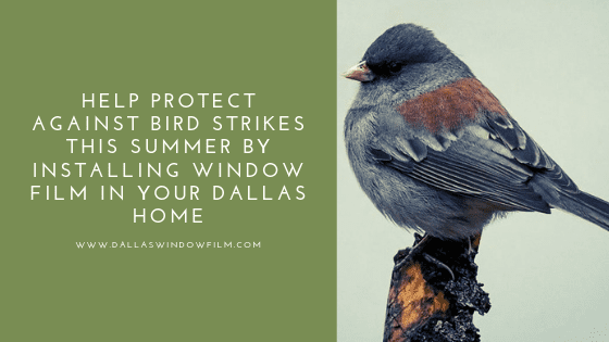 bird strike window film dallas