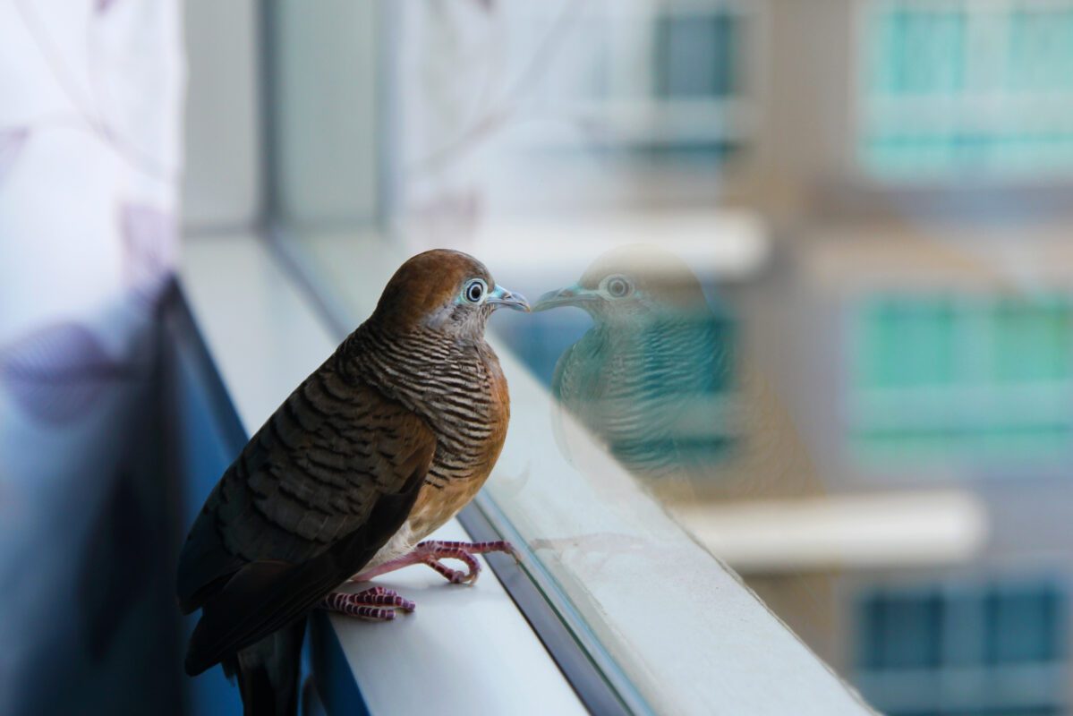 bird divert dallas windows